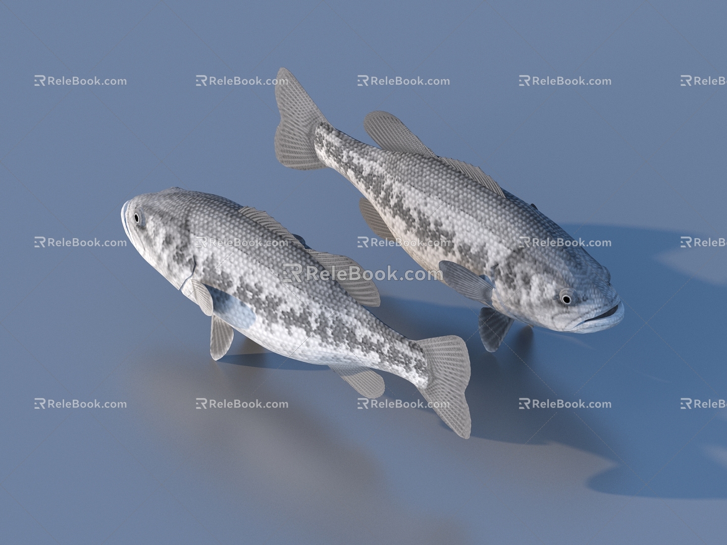 fish freshwater fish aquatic animal 3d model