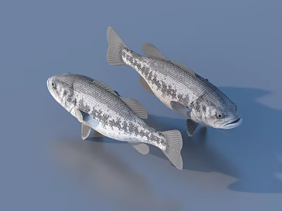 Two Silver Gray Spotted Aquatic Fish in Light Blue Background with Reflection 3d model