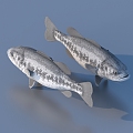 fish freshwater fish aquatic animal 3d model