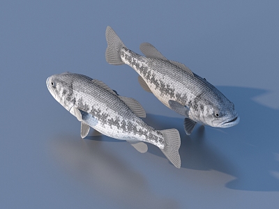 fish freshwater fish aquatic animal 3d model