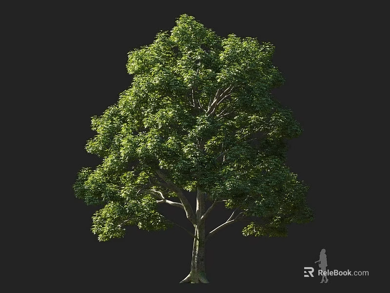 Tall Arbor With Lush Green Foliage Strong Trunk And Human Figure For Scale 3d model 