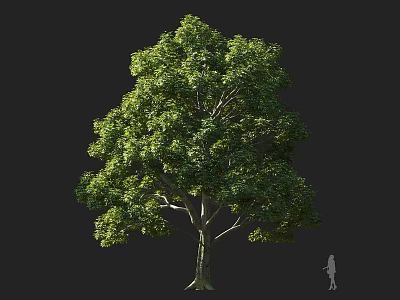 Tall Arbor With Lush Green Foliage Strong Trunk And Human Figure For Scale 3d model