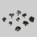 Various Forms Of Olive Trees With Green Foliage And Trunks Isolated On White Background