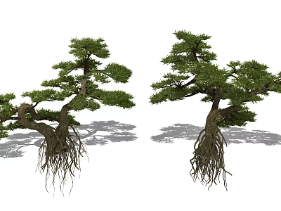 Ornamental Tall Trees with Exposed Roots Curved Branches and Lush Foliage in Garden 3d model