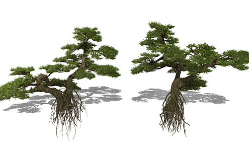 New Chinese Pine Tree Pine Tree Landscape Tree Pohan Pine Arbor Plant 3d model