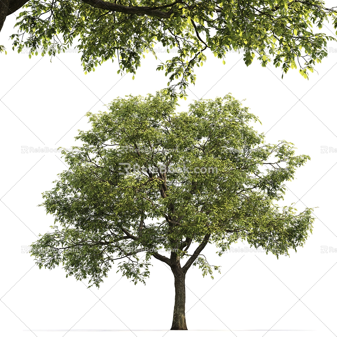 modern tree elm landscape tree 3d model