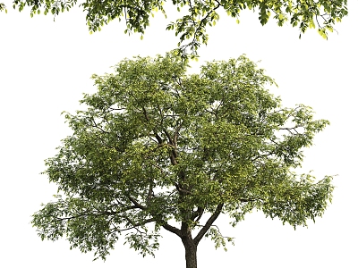 modern tree elm landscape tree 3d model