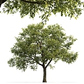 modern tree elm landscape tree 3d model