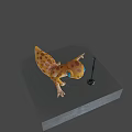 Cartoon Gecko With Large Blue Eyes Performing On Platform Near Microphone