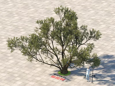 Arbor Tree with Thick Trunk Lush Foliage on Green Circular Ground and Gray Square Tiles 3d model