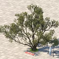 Arbor Tree with Thick Trunk Lush Foliage on Green Circular Ground and Gray Square Tiles