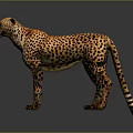 Realistic 3D Rendered Cheetah With Spotted Coat In Standing Posture 3d model