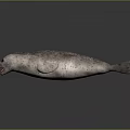 Realistic 3D Spotted Seal With Open Mouth And Red Tongue Lying On Dark Surface