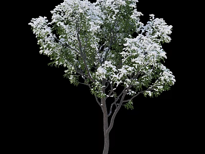 Lush Flowering Tree with Abundant White Blossoms and Vibrant Green Leaves 3d model