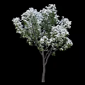 Lush Flowering Tree with Abundant White Blossoms and Vibrant Green Leaves