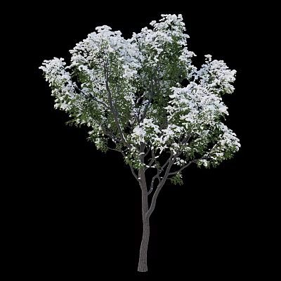 Lush Flowering Tree with Abundant White Blossoms and Vibrant Green Leaves 3d model