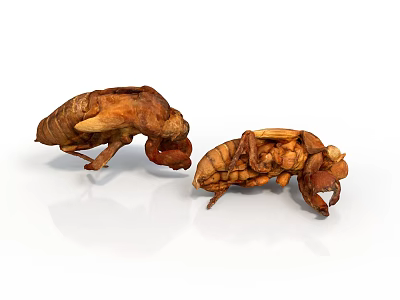 Two Brown Cicada Exuvia Display Detailed Insect Exoskeleton Characteristics In Natural View 3d model