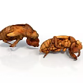 Two Brown Cicada Exuvia Display Detailed Insect Exoskeleton Characteristics In Natural View