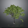 Green Tree With Lush Green Leaves Thick Trunk On Gray Background And Reflection