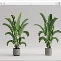 Pair of Potted Plants with Large Green Leaves in Gray Concrete Pots on White Background