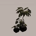 Bonsai Potted Plants With Green Large Leaves In Black Ceramic Pots And Small Stones