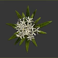 Botanical White Flowering Plant with Green Leaves Red Stem and Natural Features