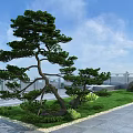 Tree House Built On Pine Tree With Green Lawn And Stone Railing Under Blue Sky