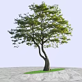 Lush Green Tree With Curved Trunk Against Blue Sky And Sea Background