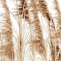 Tall Brown Reed Grass Plants With Feathery Tops Isolated On White Background