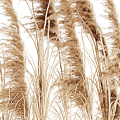 Modern Reed Reed Grass Ornaments Dry Branches Indoor Plants 3d model