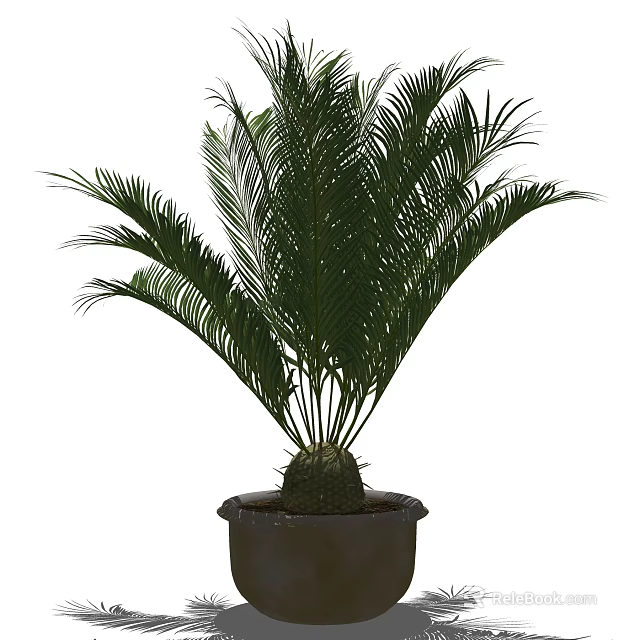 Indoor Potted Palm Plant With Lush Green Fronds In Dark Ceramic Pot 3d model 