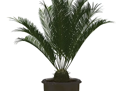 Indoor Potted Palm Plant With Lush Green Fronds In Dark Ceramic Pot 3d model