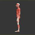 Red Colored Human Muscle Organ 3D Model Showing Detailed Anatomical Structure
