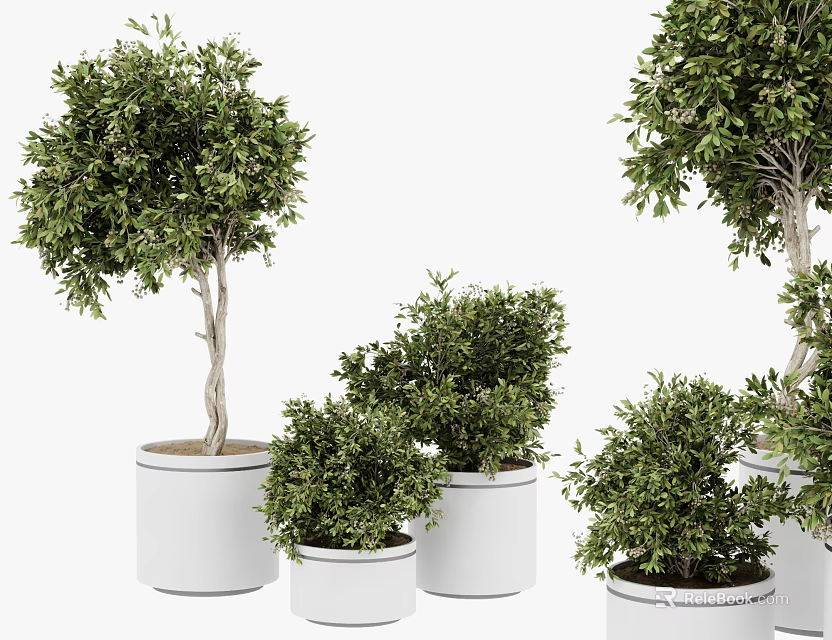 Various Bonsai Potted Plants With Lush Green Foliage In White Ceramic Pots 3d model