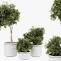 Various Bonsai Potted Plants With Lush Green Foliage In White Ceramic Pots 3d model