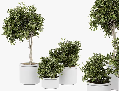 Various Bonsai Potted Plants With Lush Green Foliage In White Ceramic Pots 3d model