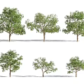 Various Arbor Trees With Green Foliage And Brown Trunks For Landscaping Design 3d model