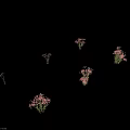 Beautiful Pink Flowering Plants With Green Stems And Foliage In Various Views