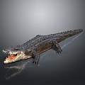 Detailed Reptile Crocodile With Open Mouth On Smooth Dark Background Showing Clear Reflection