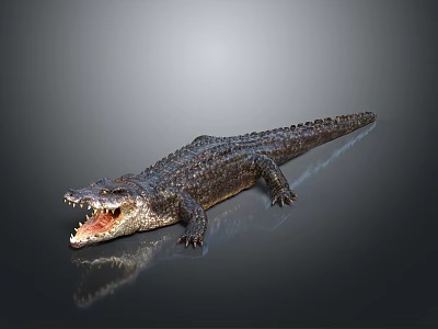 Detailed Reptile Crocodile With Open Mouth On Smooth Dark Background Showing Clear Reflection 3d model