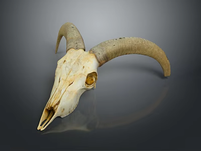Sheep Skull With Curved Horns On Dark Background Showing Reflection 3d model