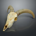 Sheep Skull With Curved Horns On Dark Background Showing Reflection 3d model