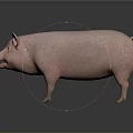 Realistic Pink Pig With Open Mouth Standing On Gray Background With Reflection
