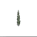 Tall Arbor With Dense Green Foliage And Upright Growth Habit Against Dark Background