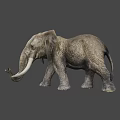 Realistic African Elephant With Large Ears Ivory Tusks And Rough Skin