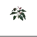 Red Anthurium Flowers in Decorative Vase with Green Leaves and Fresh Blooms