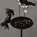 Feeding Black Bird With Red Beak On Tray With Nuts In Feeder And Surrounding Area