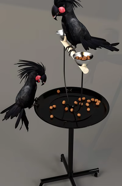 Feeding Black Bird With Red Beak On Tray With Nuts In Feeder And Surrounding Area 3d model