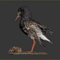Lifelike Taxidermy Black Feathered Bird With Red Legs On Hay Base