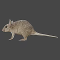 Gray Small Mouse With Big Ears And Short Tail Standing On White Background